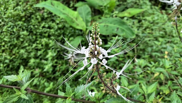 Macro Photo White Java Tea Flower Orthosiphon Aristatus Bloom with Green Leaves Background Fresh Botanical Petals Natural Outdoor Plant Photography