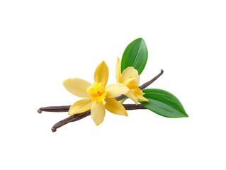 Yellow vanilla flower blooming with dark cured pods and fresh green leaves isolated