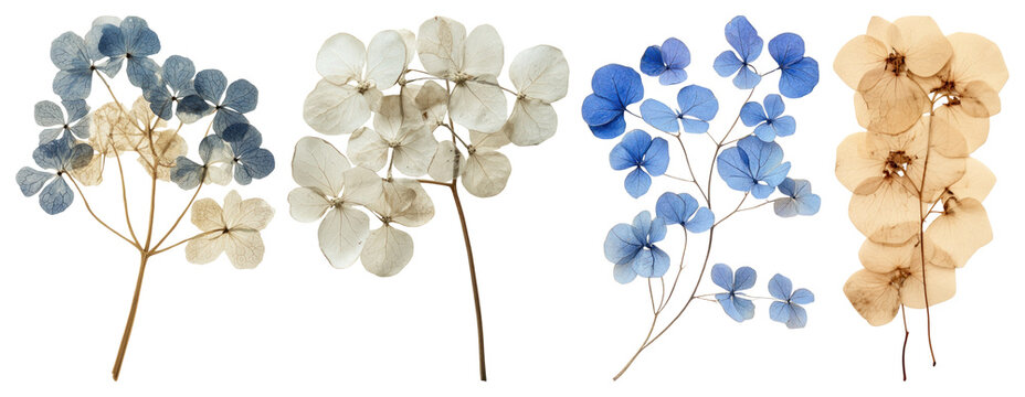 PNG Dried hydrangeas in varied colors on transparent background