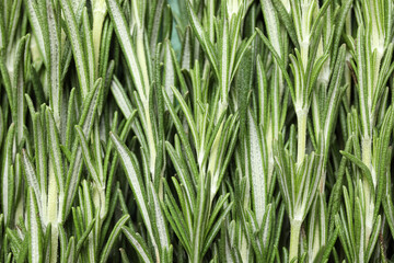 Fresh rosemary as background, closeup © Pixel-Shot