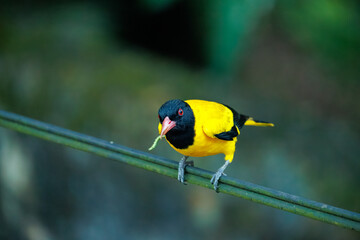 great tit parus major