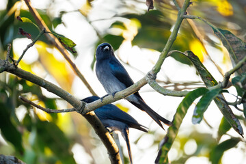 blue tit on branch © smirs