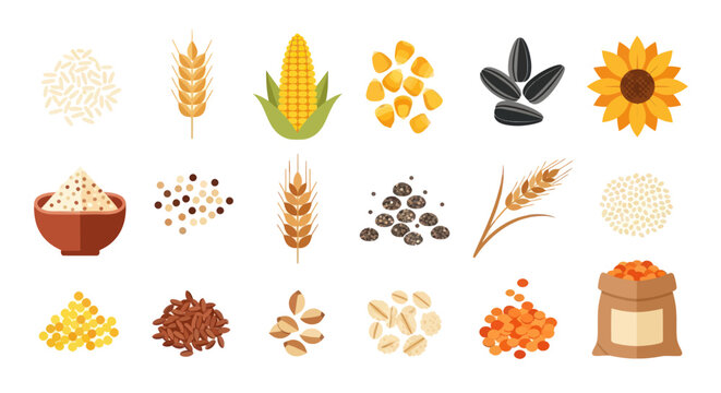 Variety of grains and seeds isolated on white