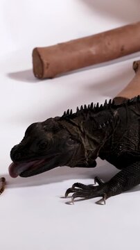 Black Hydrosaurus Sailfin Lizard Crawling on White Background with Branches