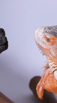 Close Up Profile of Red and Black Hydrosaurus Iguanas on Branch