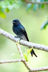 blue tit perched on a branch