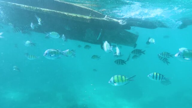 School of Sergeant Major Fish Swimming Under a Boat in Thailand