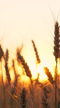 Golden dry wheat field stems with grains silhouette at bright sun sunset sunrise dusk sky horizon closeup. Autumn rye meadow natural plant at picturesque sunny light fall seasonal countryside harvest