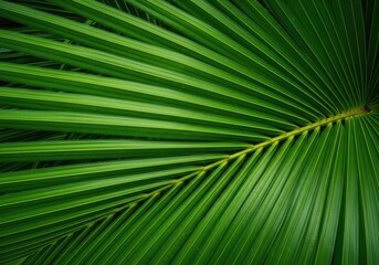 Fototapeta premium A highly detailed, vibrant green palm frond surface fills the entire frame, creating a lush, dense tropical natural background texture, spring, nature, dense