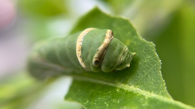 A green caterpillar on a lime tree is commonly found feeding on citrus leaves. Its bright green color helps it blend with the foliage, making it well adapted to its natural environment. This insect is