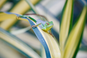 frog on a leaf