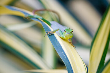 green frog on a leaf