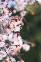 ピンクの枝垂れ梅