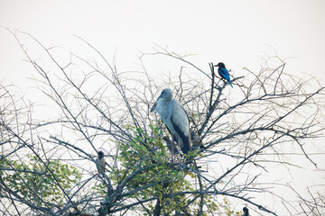 blue tit on branch © smirs