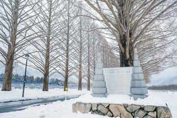 滋賀 メタセコイア並木の雪景色