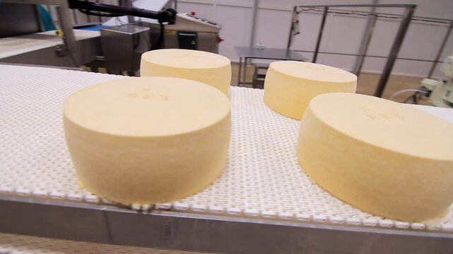 Cheese Production Line - Dairy Factory Conveyor System