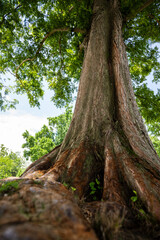 Gigantic Tree Trunk and Roots Viewed from Low Angle with Green Leaves