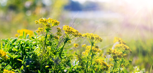 Fototapeta premium Yellow wild meadow flowers on a green field illuminated by warm sunlight spring bloom natural freshness harmony and calm of nature