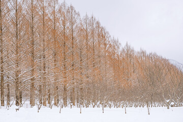 滋賀 メタセコイア並木の雪景色