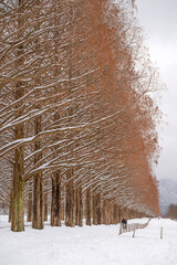 滋賀 メタセコイア並木の雪景色