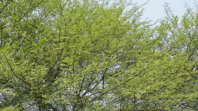 Babul Tree Vachellia Nilotica Thorny Pods and Bark Closeup