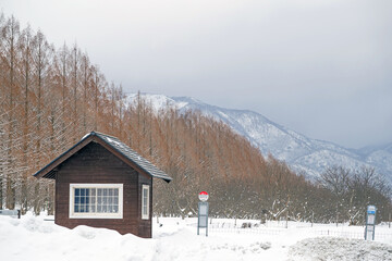 滋賀 メタセコイア並木の雪景色