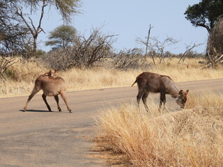 Road trip Aug 2025 2 