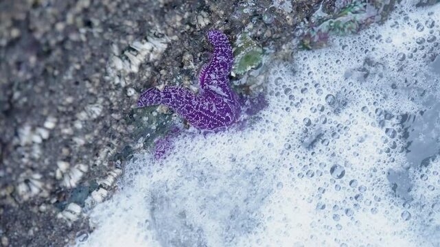 Close up of purple sea star being covered by ocean wave in Olympic National Park tidepool