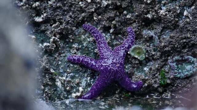 Purple starfish in tidepool being covered by ocean wave in slow motion.