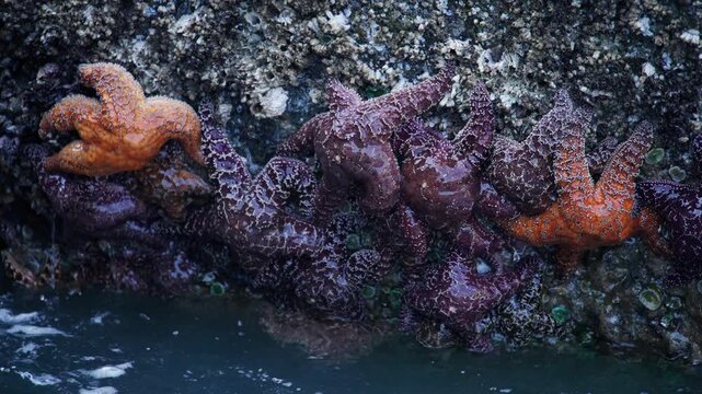 Group of orange and purple sea stars being covered by ocean waves in tidepool in Olympic National Park.