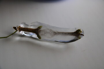 a beautiful branch with buds in ice,