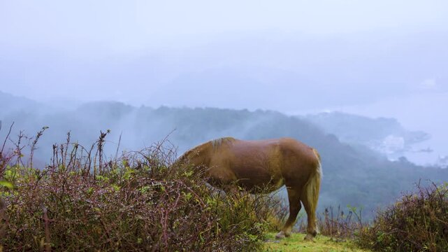 Wild Horse on Rainy Oki Islands, Misty Cliffs of Nishinoshima, Shimane Japan