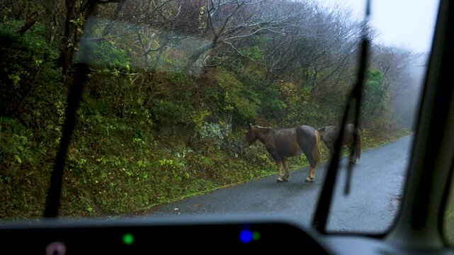 Wild Horses Block Roads on Oki Islands Japan on Rainy Winter Day, Shimane