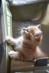 キャリーバックに入っている仔猫