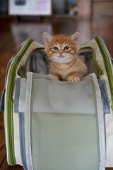 キャリーバックに入っている仔猫