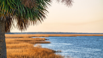 Obraz premium Quiet waterfront with palm tree near marsh at dusk in a coastal area