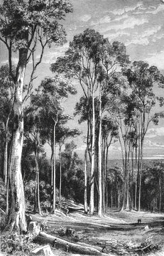 A grove of tall eucalyptus trees with distinctive bark and canopy, showing iconic Australian forest landscape, old vintage illustration, 1899.