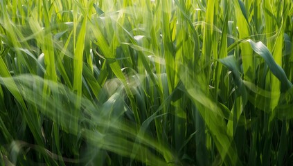 Abstract Wind Flow Through Grass with Organic Motion