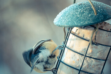 A cute Great Tit (Parus major) perches on a feeder. This closeup shot was taken outdoors. The bird is eating seeds from the green feeder in this location. © Vitalii