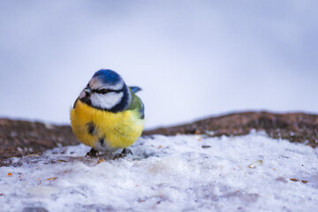 A cute great tit sits in the snow. Winter scene with a great tit. Parus major. A colorful titmouse in the nature habitat. © Vitalii