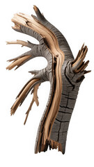 Obraz premium Abstract burnt wood sculpture with intricate cracks and contrasting light and dark textures, isolated