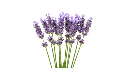 Obraz premium Fragrant purple lavender flowers isolated PNG, aromatic bunch of blossoms on transparent background for aromatherapy and herbal medicine concepts