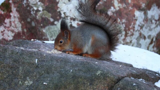 A squirrel eats nuts in winter. Close-up