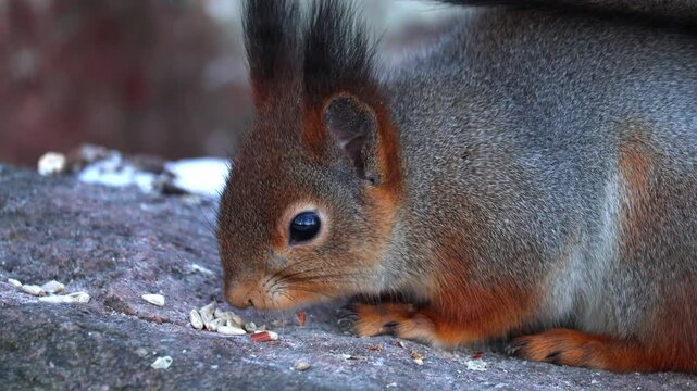 A squirrel eats nuts in winter. Close-up