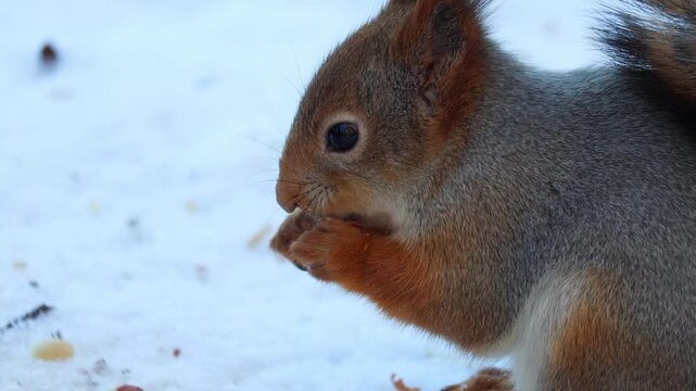 A squirrel eats nuts in winter. Close-up