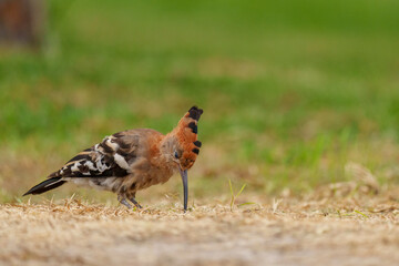 Stunning African Hoopoe (Upupa epops africana) with vibrant cinnamon plumage, black-tipped crest, and black-white wings, foraging in the Wilderness area of Garden Route National Park, South Africa. © Roger de la Harpe
