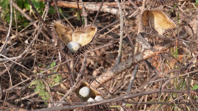 Prickly Grey Nicker Seed Pods and Fever Nut Seeds Closeup