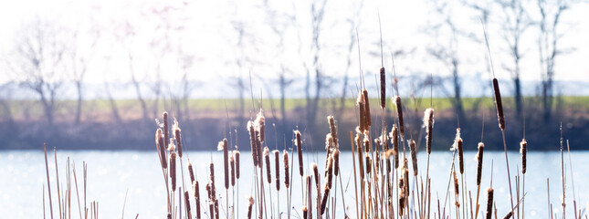 Dry reeds by the water in soft spring light as a natural background for seasonal transition and renewal