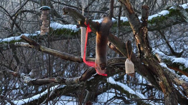 Resourceful grey squirrel hanging upside down on a tree and reaching for seeds in a bird feeder