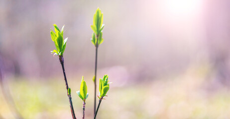 Fototapeta premium Three young shoots with tender green leaves in soft spring light on a bright background as a symbol of new life and growth